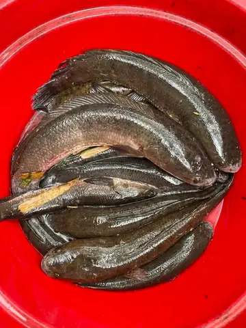 Cá Sộp Và Cá Quả Khác Nhau Như Thế Nào Cá Sộp Và Cá Quả Khác Nhau Như Thế Nào