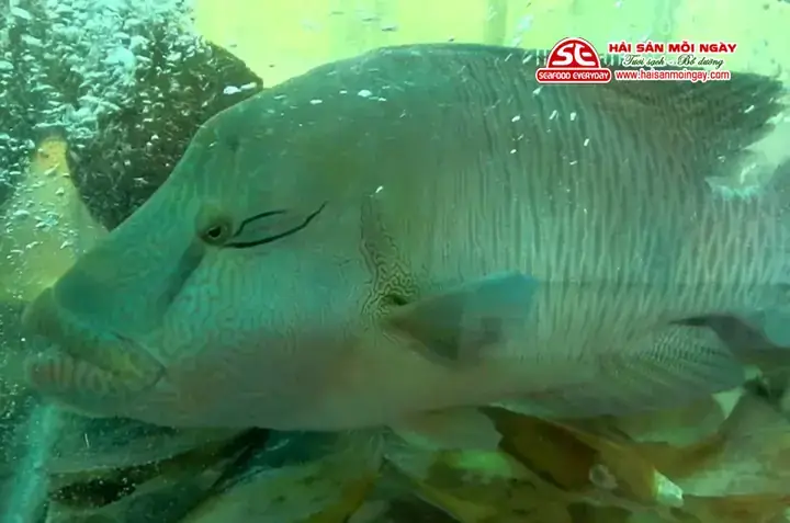 Cá Sú Mì Sống Ở Đâu