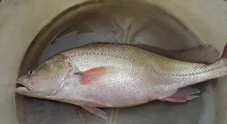 Cá Sủ Thường Giá Bao Nhiêu
