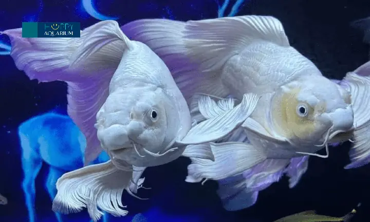 Cá Sư Tử Ăn Gì Cá Sư Tử Ăn Gì