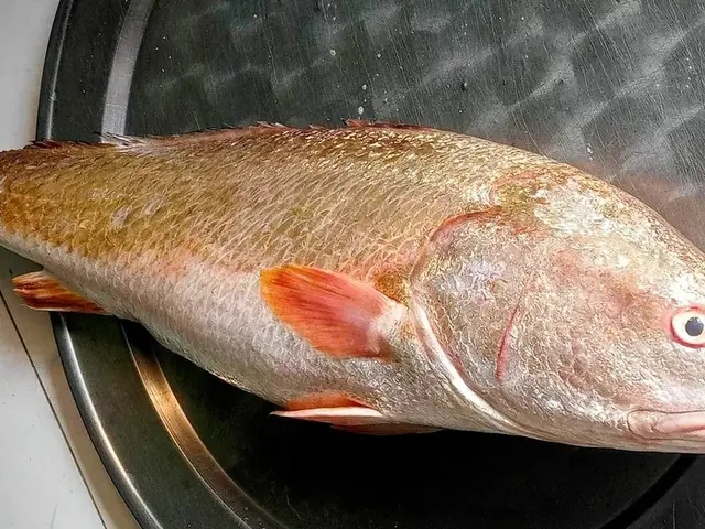 Cá Sủ Vàng Giống Cá Sủ Vàng Giống