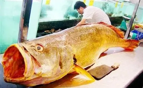 Cá Sủ Vàng Làm Gì