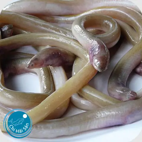 Cá Sùn Sịn Ở Đâu