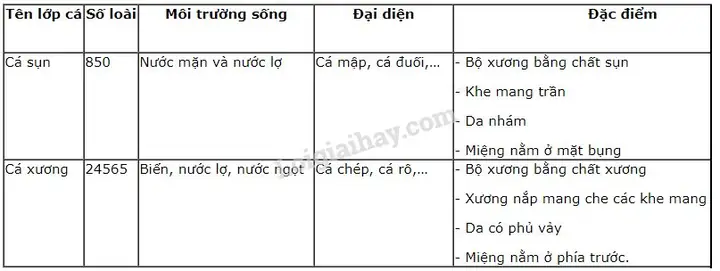 Cá Sụn Và Cá Xương Cá Sụn Và Cá Xương