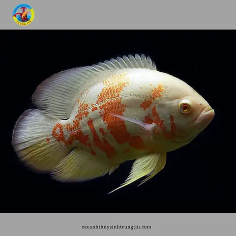 Cá Tai Tượng Albino Cá Tai Tượng Albino