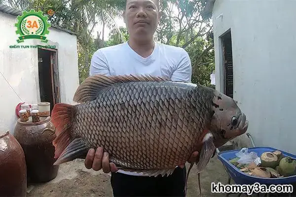 Cá Tai Tượng Ăn Mồi Gì
