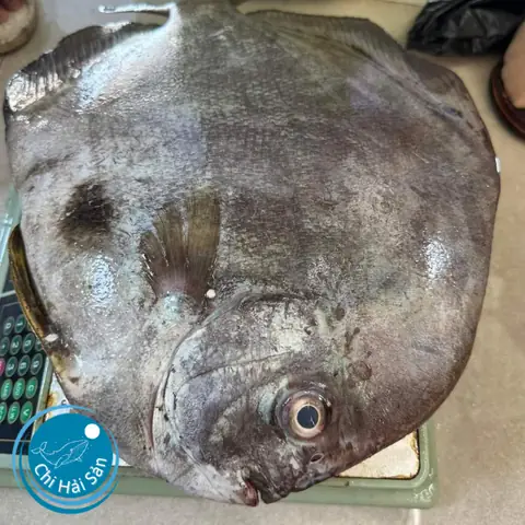 Cá Tai Tượng Bán Ở Đâu