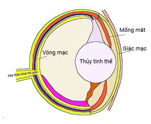 Cá Tai Tượng Bị Đục Mắt Cá Tai Tượng Bị Đục Mắt