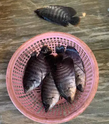 Cá Tai Tượng Giống Hcm
