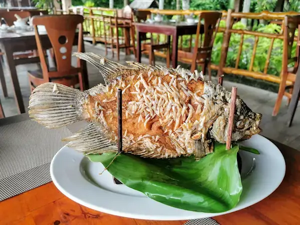 Cá Tai Tượng In English