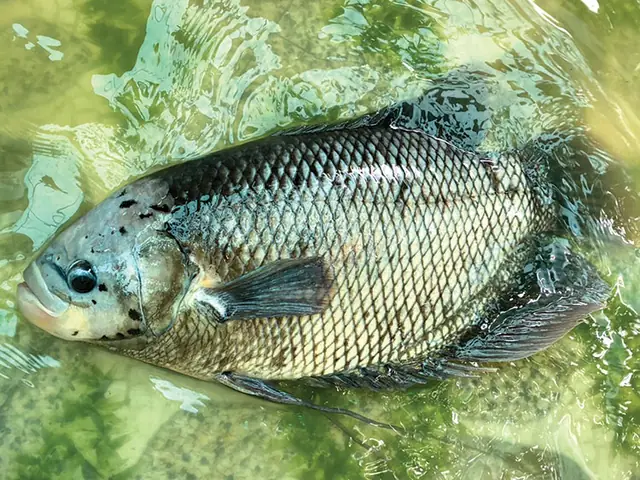 Cá Tai Tượng Khủng