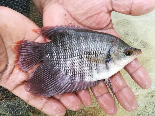Cá Tai Tượng Size Nhỏ Cá Tai Tượng Size Nhỏ