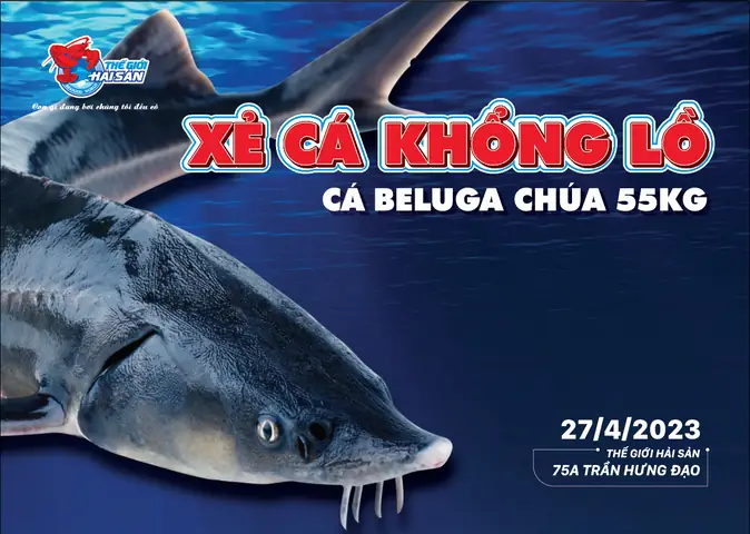Cá Tầm Beluga Khổng Lồ