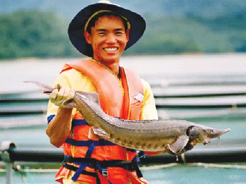Cá Tầm Đa Mi