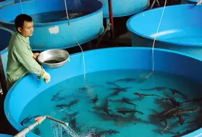 Cá Tầm Hồ Tuyền Lâm