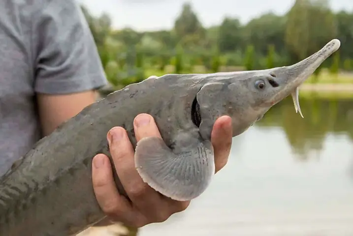 Cá Tầm Lâm Đồng