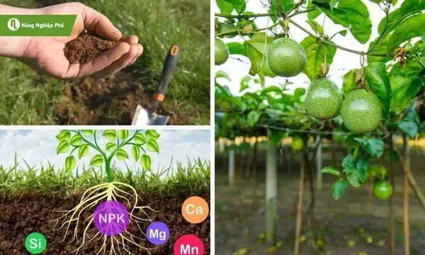 Cá Tầm Thìa Cảnh