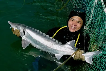 Cá Tầm To Nhất Thế Giới