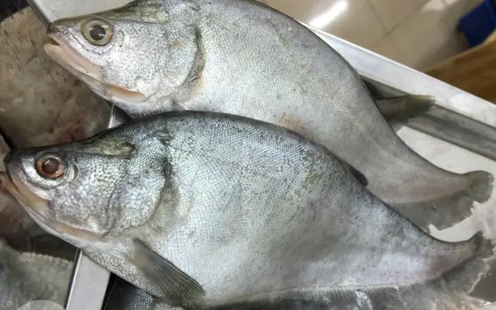 Cá Thác Lác Có Mấy Loại