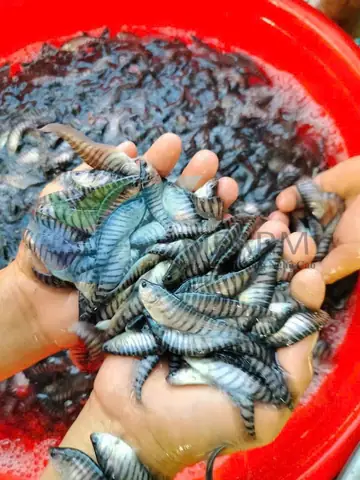Cá Thác Lác Đồng