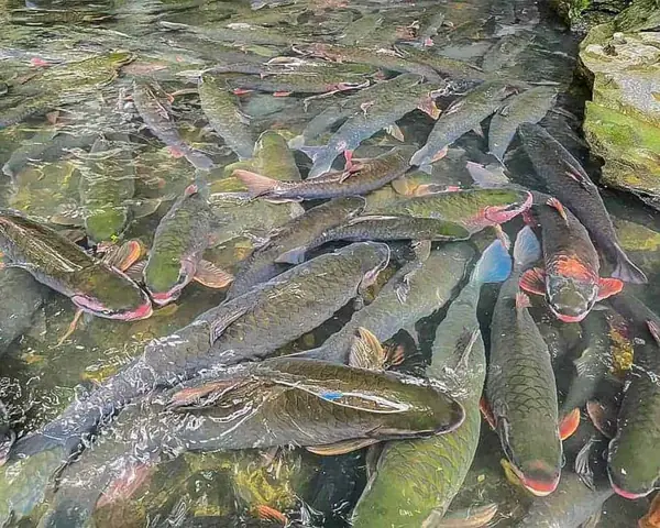 Cá Thần Cẩm Lương