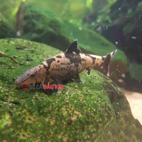 Cá Thằn Lằn Nước
