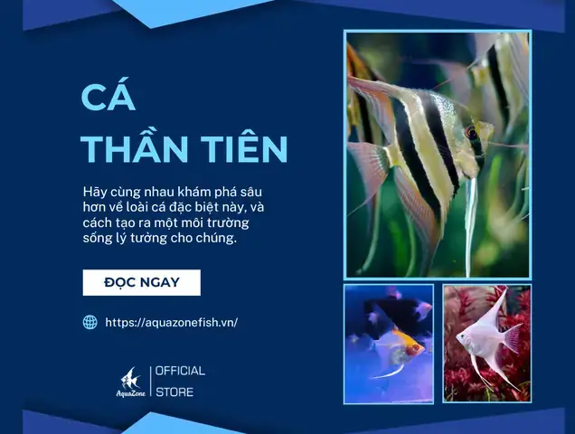 Cá Thần Tiên Đánh Nhau