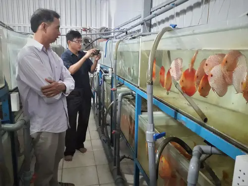 Cá Thần Tiên Đẻ
