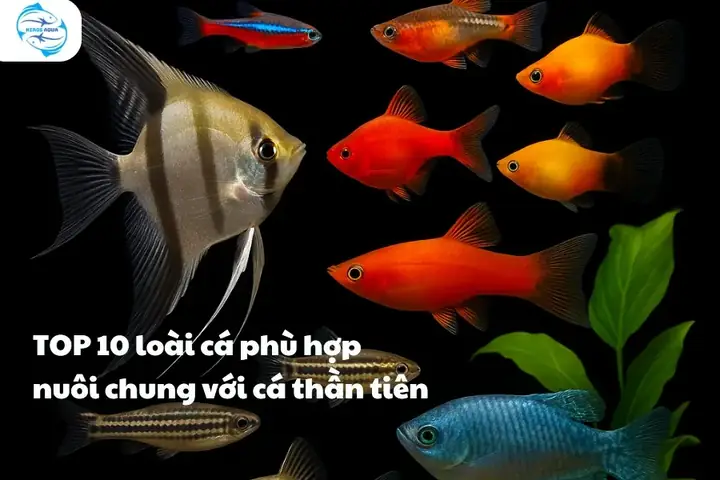 Cá Thần Tiên Nuôi Chung Với Cá Gì