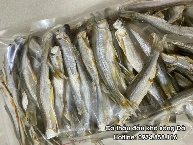 Cá Thầu Dầu Là Cá Gì Cá Thầu Dầu Là Cá Gì