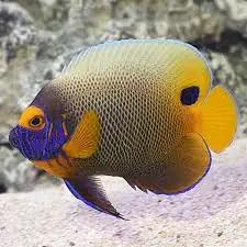 Cá Thiên Thần Mặt Xanh Cá Thiên Thần Mặt Xanh
