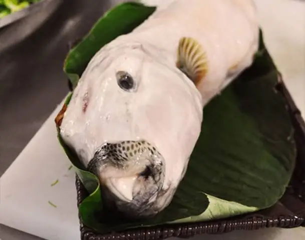 Cá Thỏ Là Cá Gì