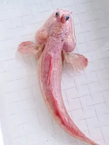 Cá Thòi Lòi Kiểng