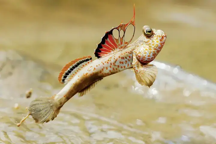 Cá Thòi Lòi Tiếng Anh