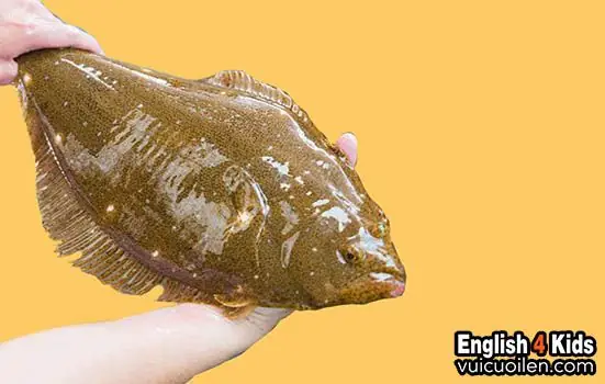 Cá Thờn Bơn Tiếng Anh