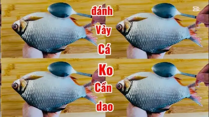 Cá Thu Có Vảy Ko Cá Thu Có Vảy Ko