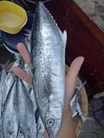 Cá Thu Phấn Nhỏ Cá Thu Phấn Nhỏ