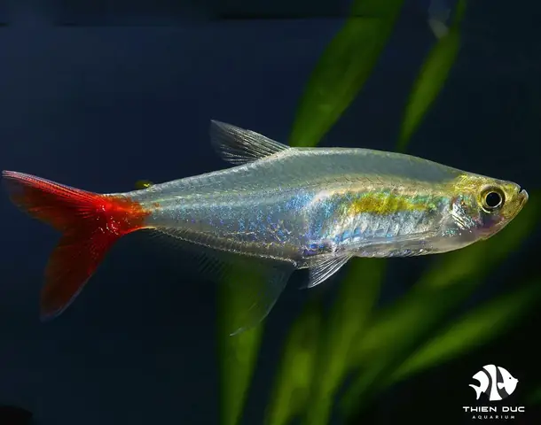 Cá Thủy Tinh Đuôi Đỏ