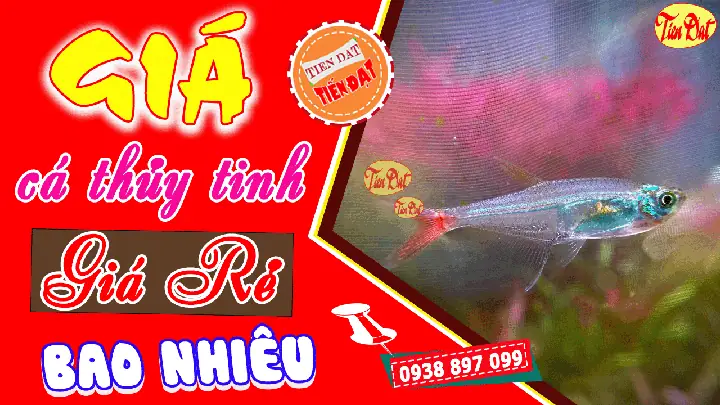 Cá Thủy Tinh Giá Bao Nhiêu