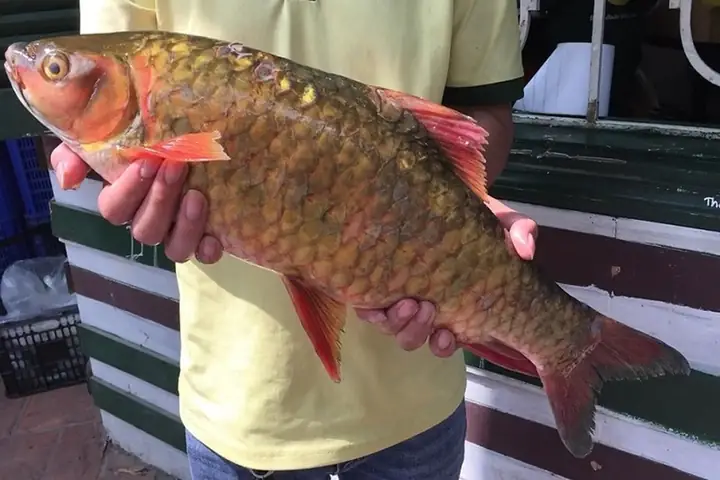 Cá Tiến Vua Là Cá Gì