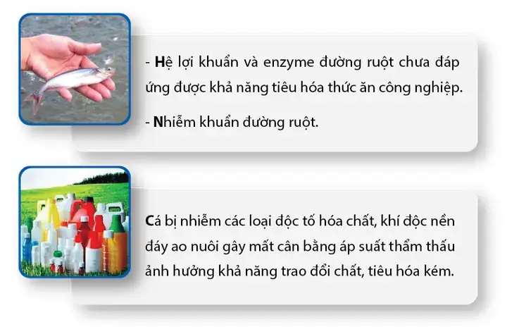 Cá Tra Bị Chướng Bụng