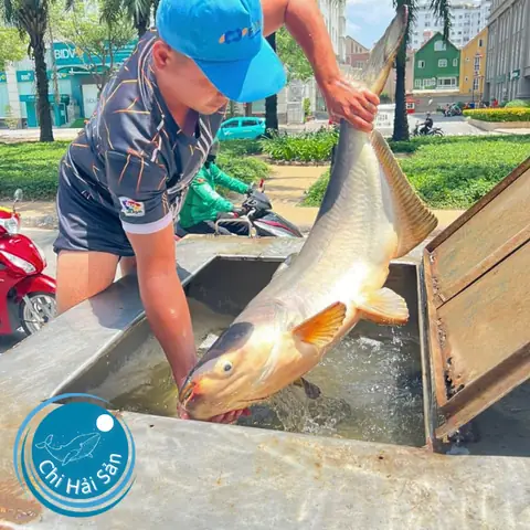 Cá Tra Dầu Giá Bao Nhiêu