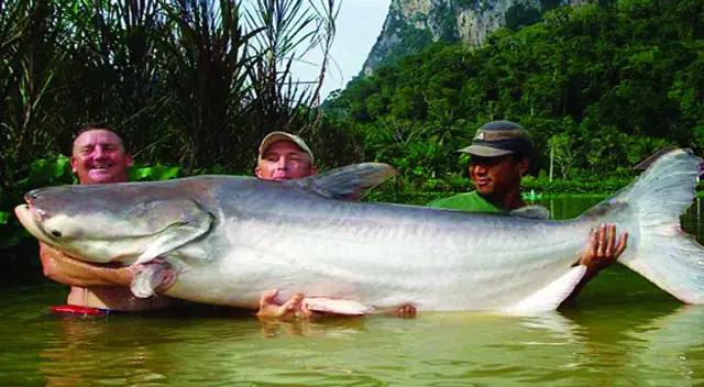 Cá Tra Dầu Sống Ở Đâu Cá Tra Dầu Sống Ở Đâu