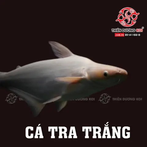 Cá Tra Trắng Mắt Đỏ