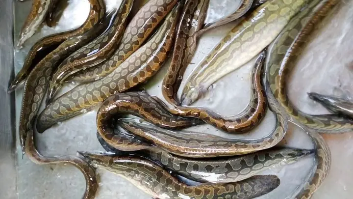 Cá Trạch Hay Cá Chạch