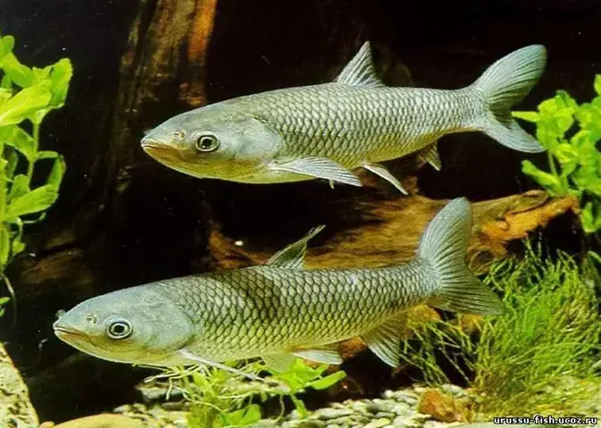 Cá Trắm Bị Vỡ Mật
