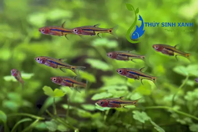 Cá Trâm Bơi Theo Đàn