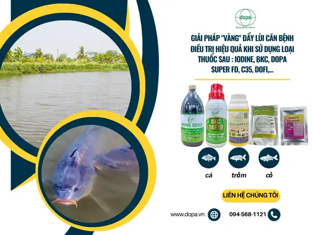Cá Trắm Cỏ Bị Đen Đầu