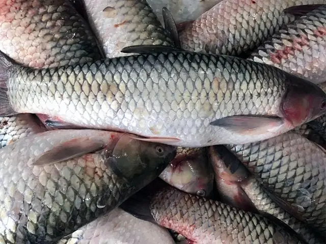 Cá Trắm Cỏ Và Cá Trắm Đen