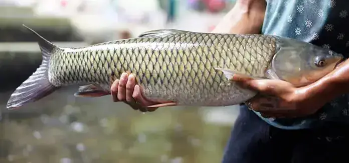 Cá Trắm Đen Có Ăn Ốc Bươu Vàng
